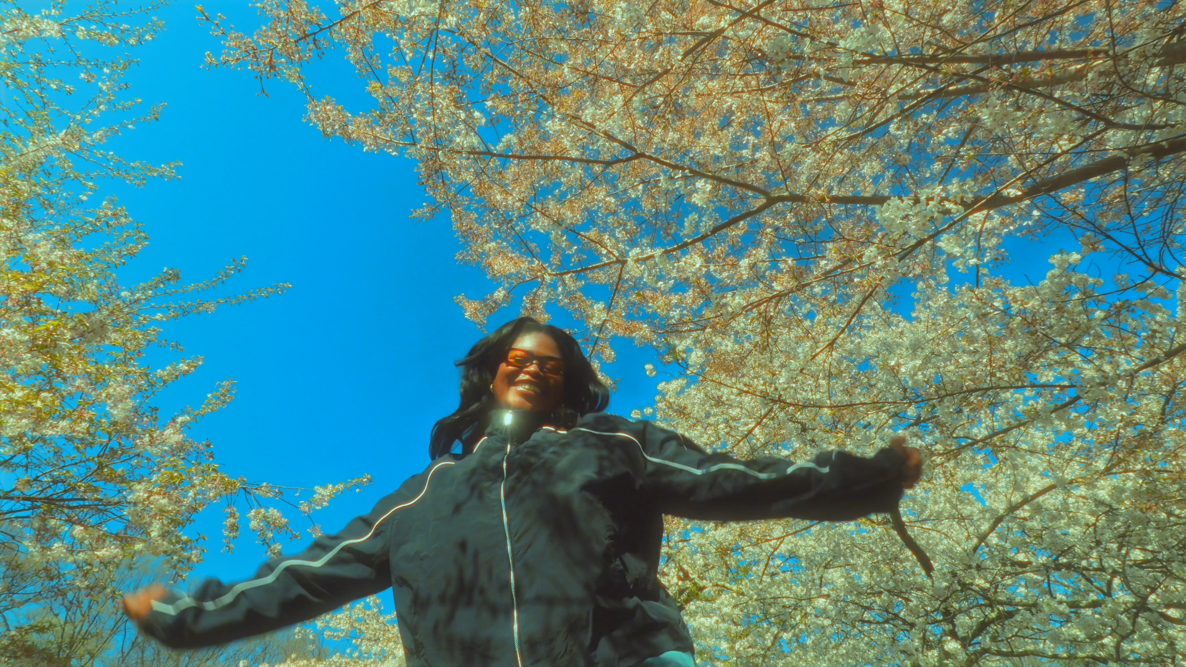 Cherry blossoms